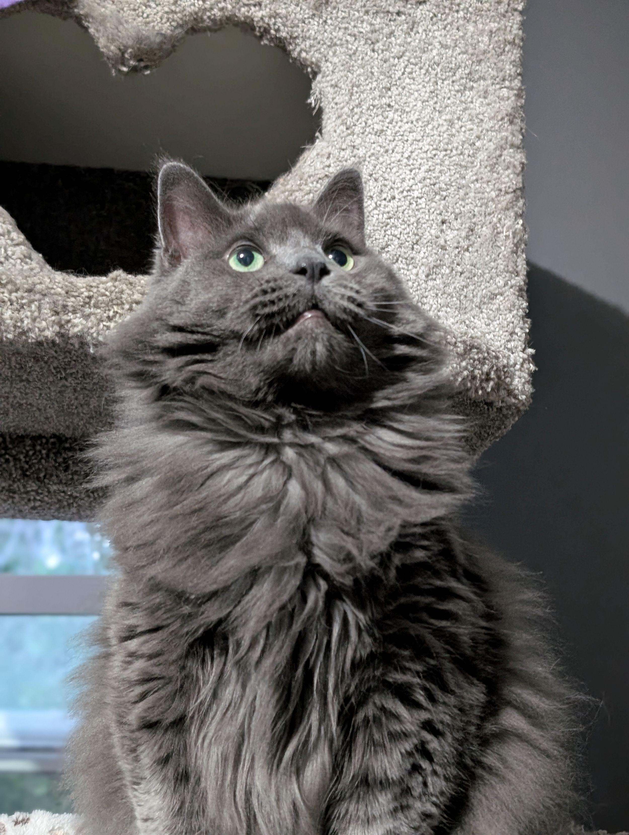 Smokey, a Adoptable Domestic Long Hair in Calgary, AB image 2/4