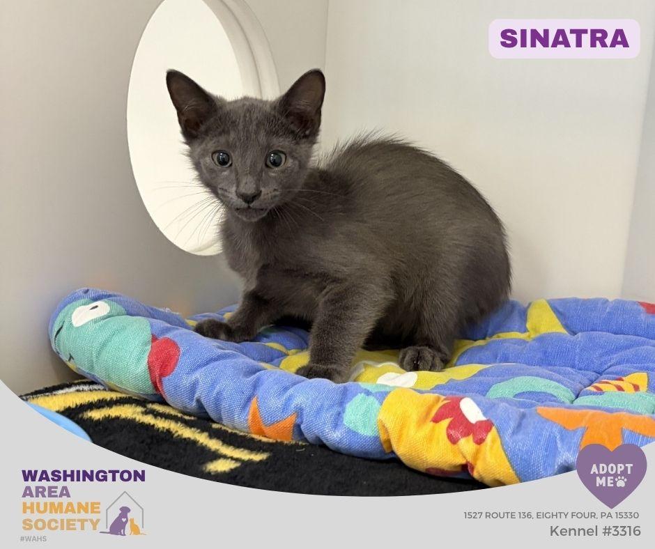 Enlarge Sinatra, an adopted mixed breed in Eighty Four, PA image 1/1