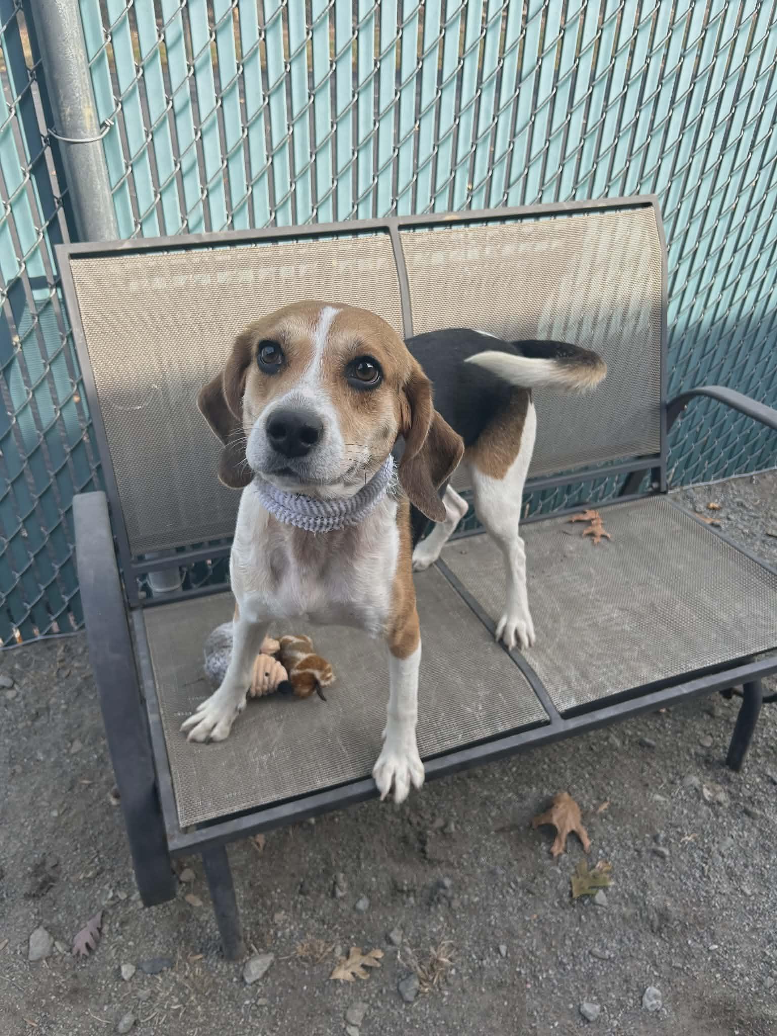 Brent, ADOPTABLE, Adult Male Hound.