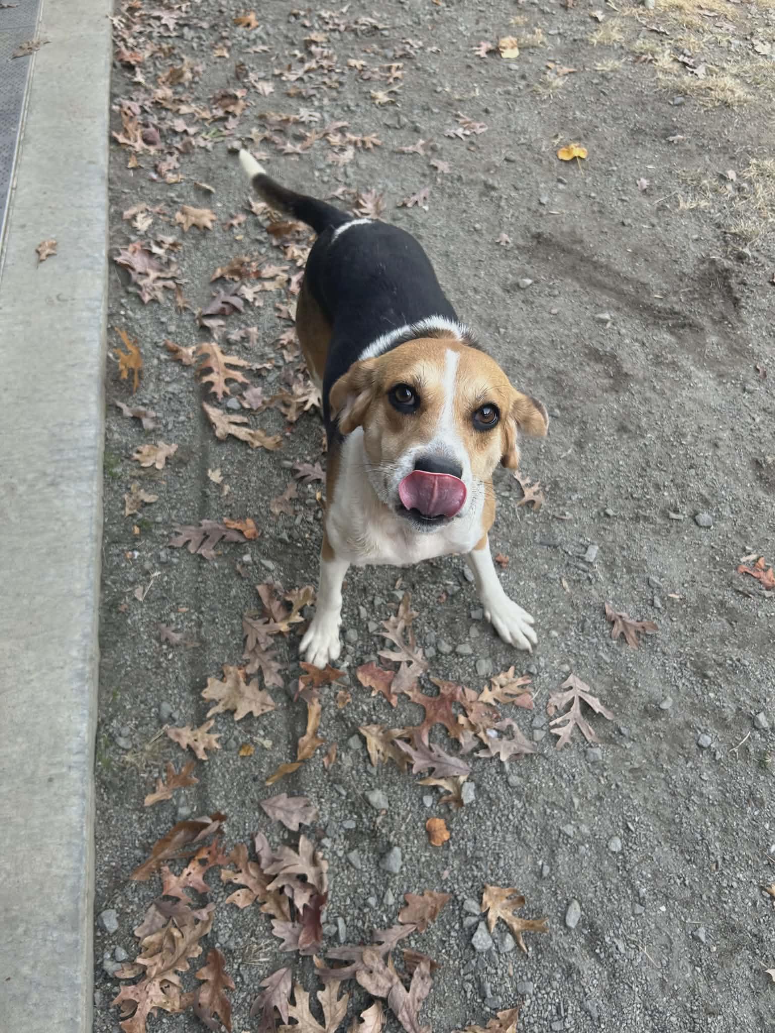 Brent, a ADOPTABLE Hound in Orange, VA image 2/2