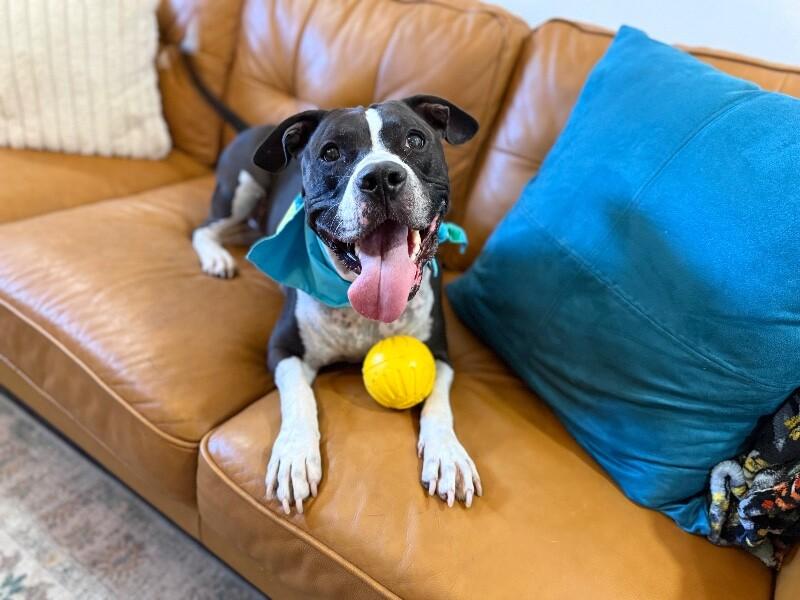 UziBoo Berry Bounce House