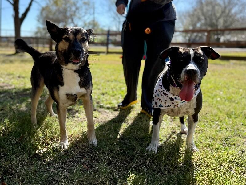 UziBoo Berry Bounce House — thumbnail 2