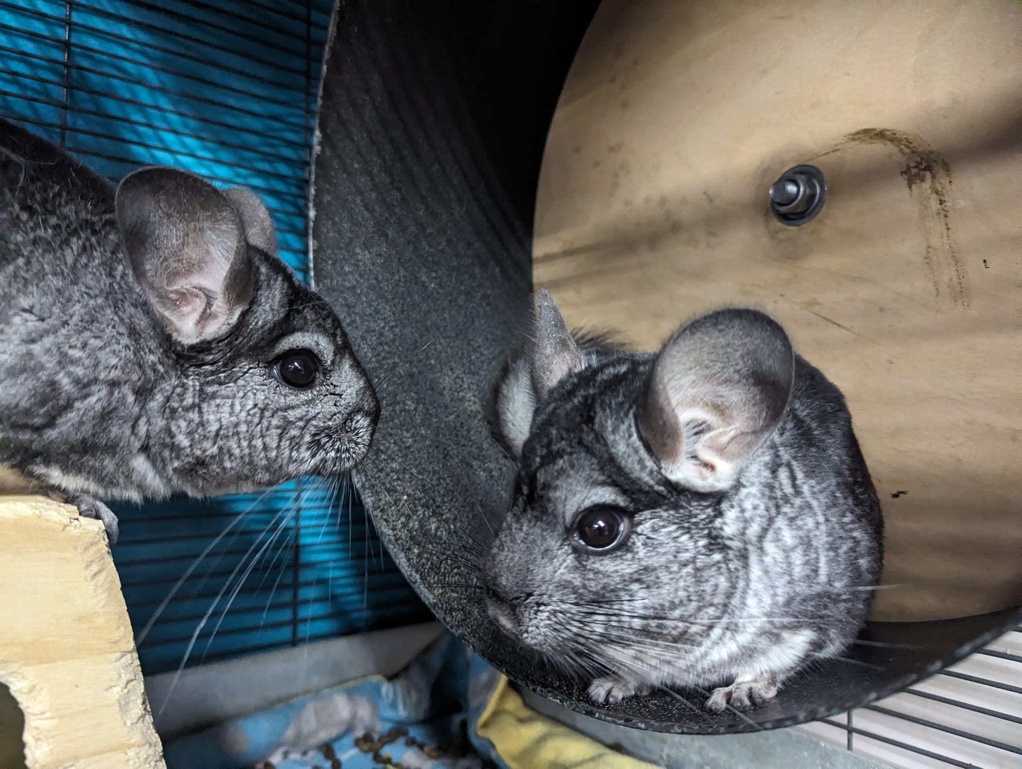 Azalea & Aster, a Adoptable Chinchilla in Montclair, CA image 1/5