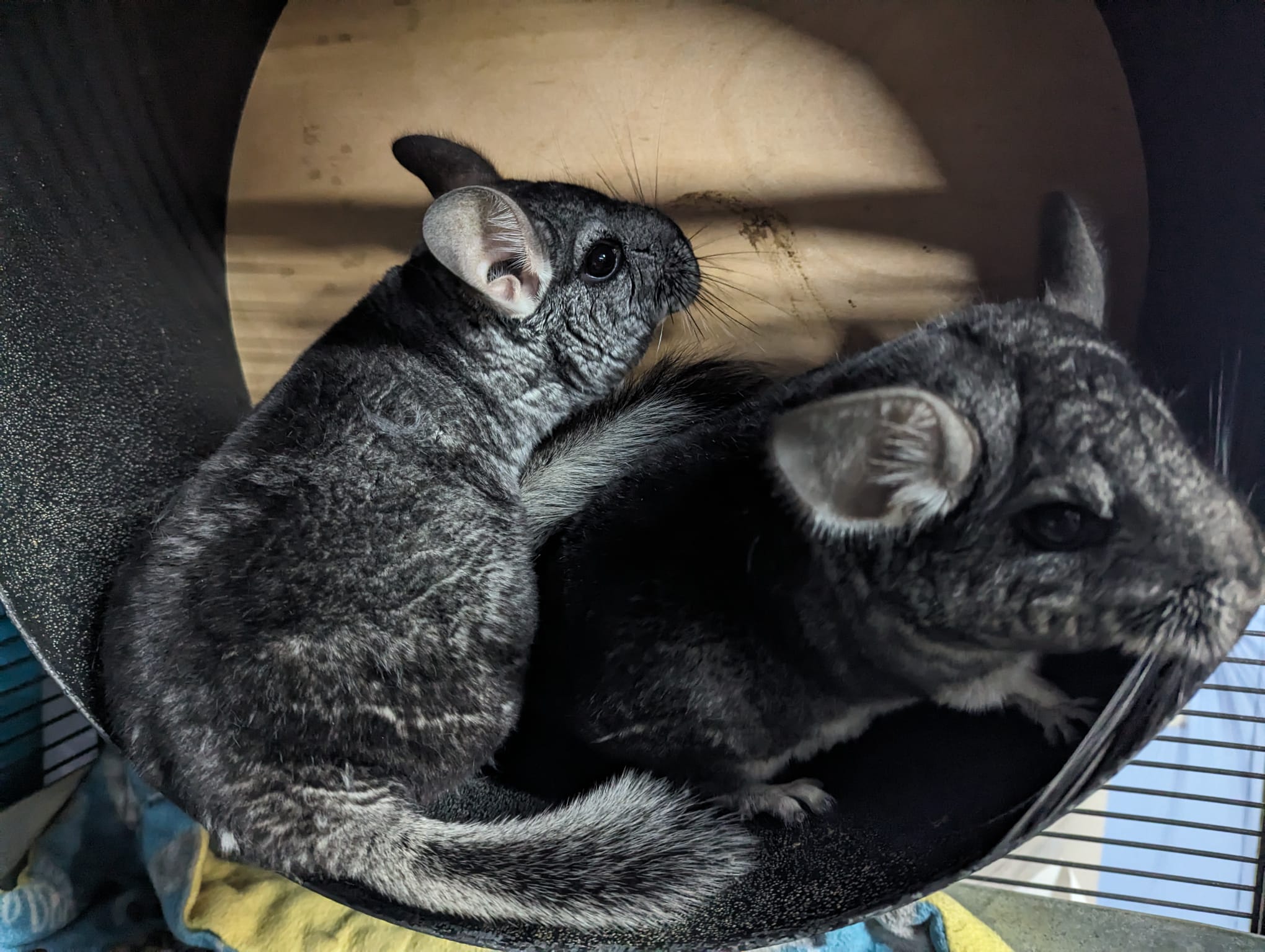 Azalea & Aster, a Adoptable Chinchilla in Montclair, CA image 2/5