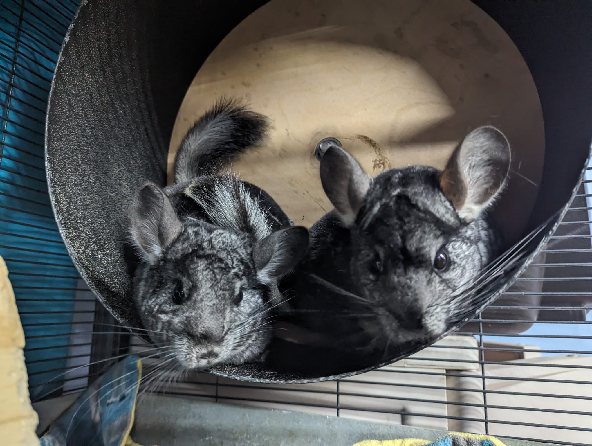 Azalea & Aster, a Adoptable Chinchilla in Montclair, CA image 3/5