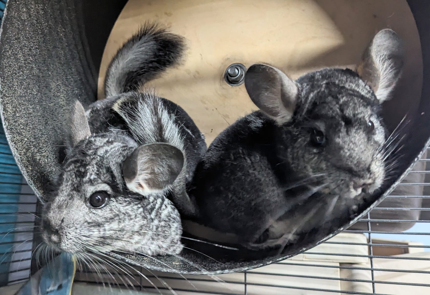 Azalea & Aster, a Adoptable Chinchilla in Montclair, CA image 4/5