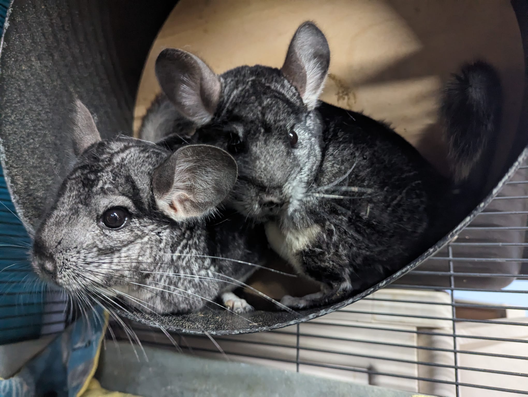 Azalea & Aster, a Adoptable Chinchilla in Montclair, CA image 5/5