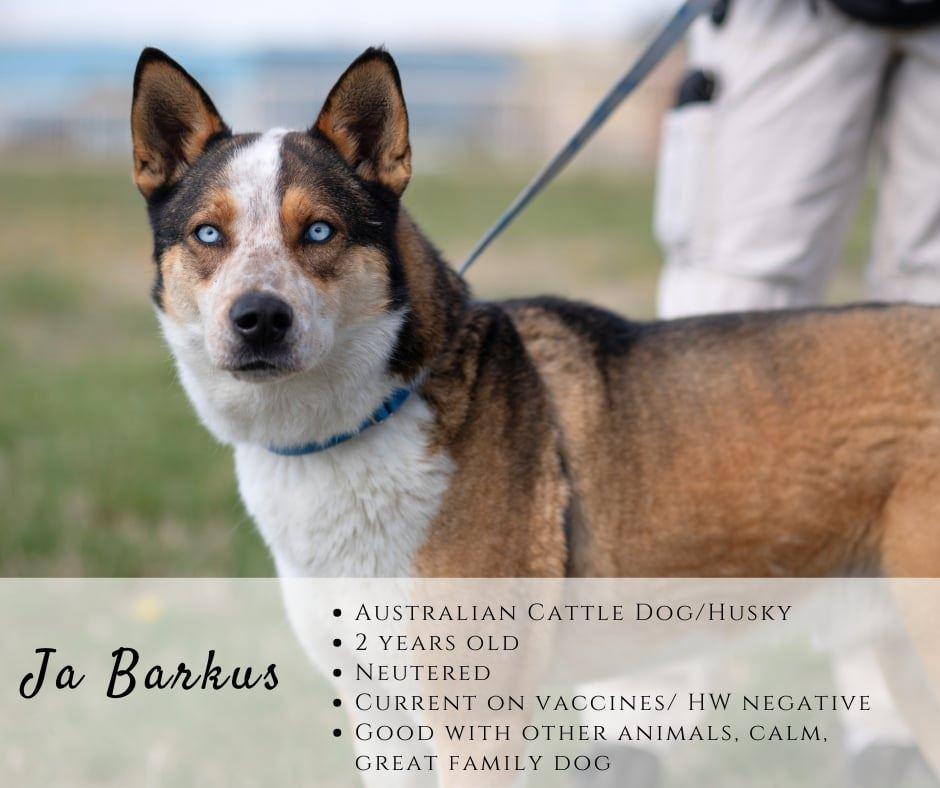Ja Barkus, adopted, Adult Male Australian Cattle Dog / Blue Heeler & Husky.