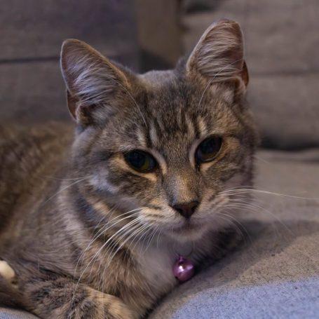 Enlarge Nala, a Adoptable Tabby in Frostproof, FL image 1/1