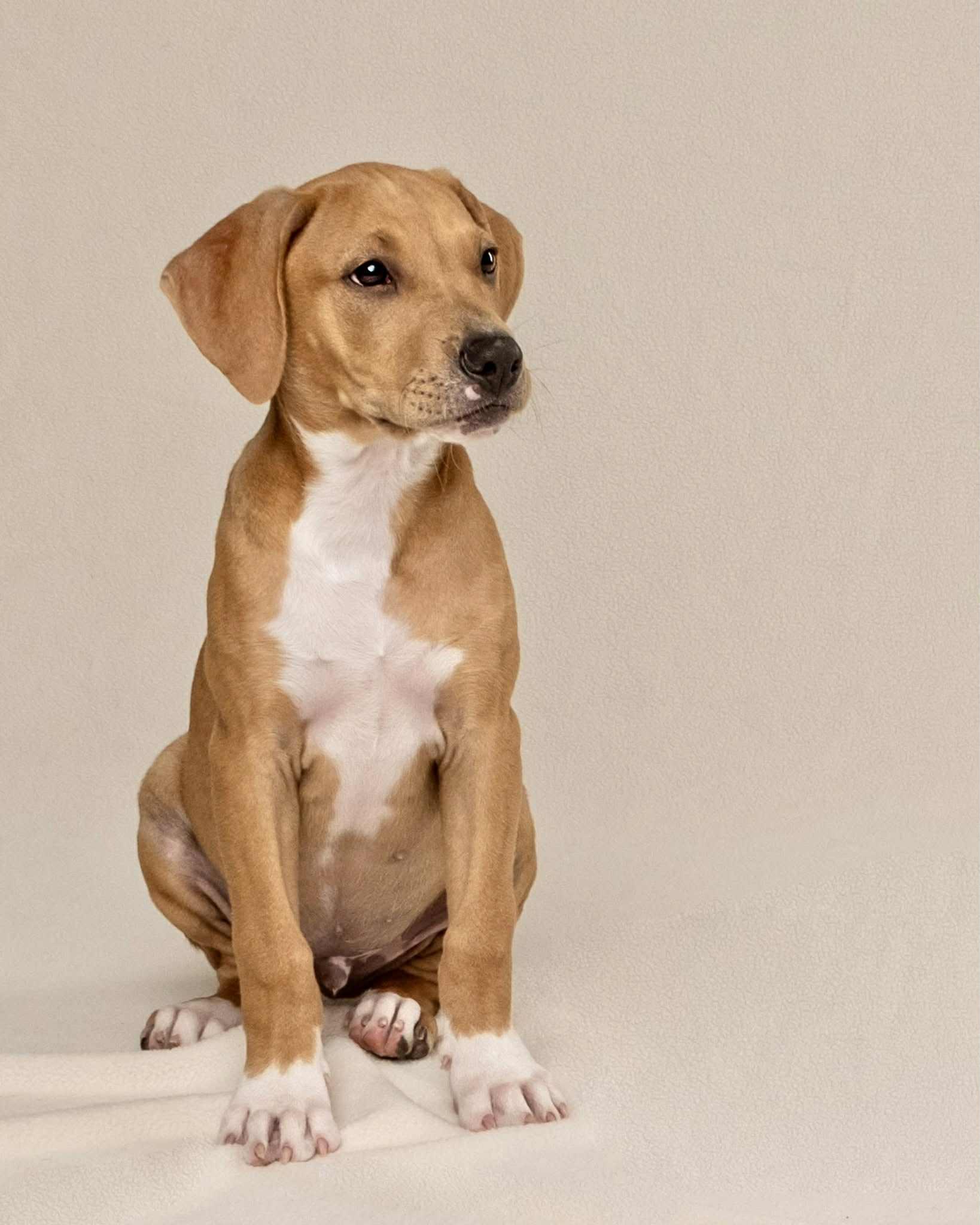 Enlarge Hank, a Adopted mixed breed in Washington, DC image 4/5