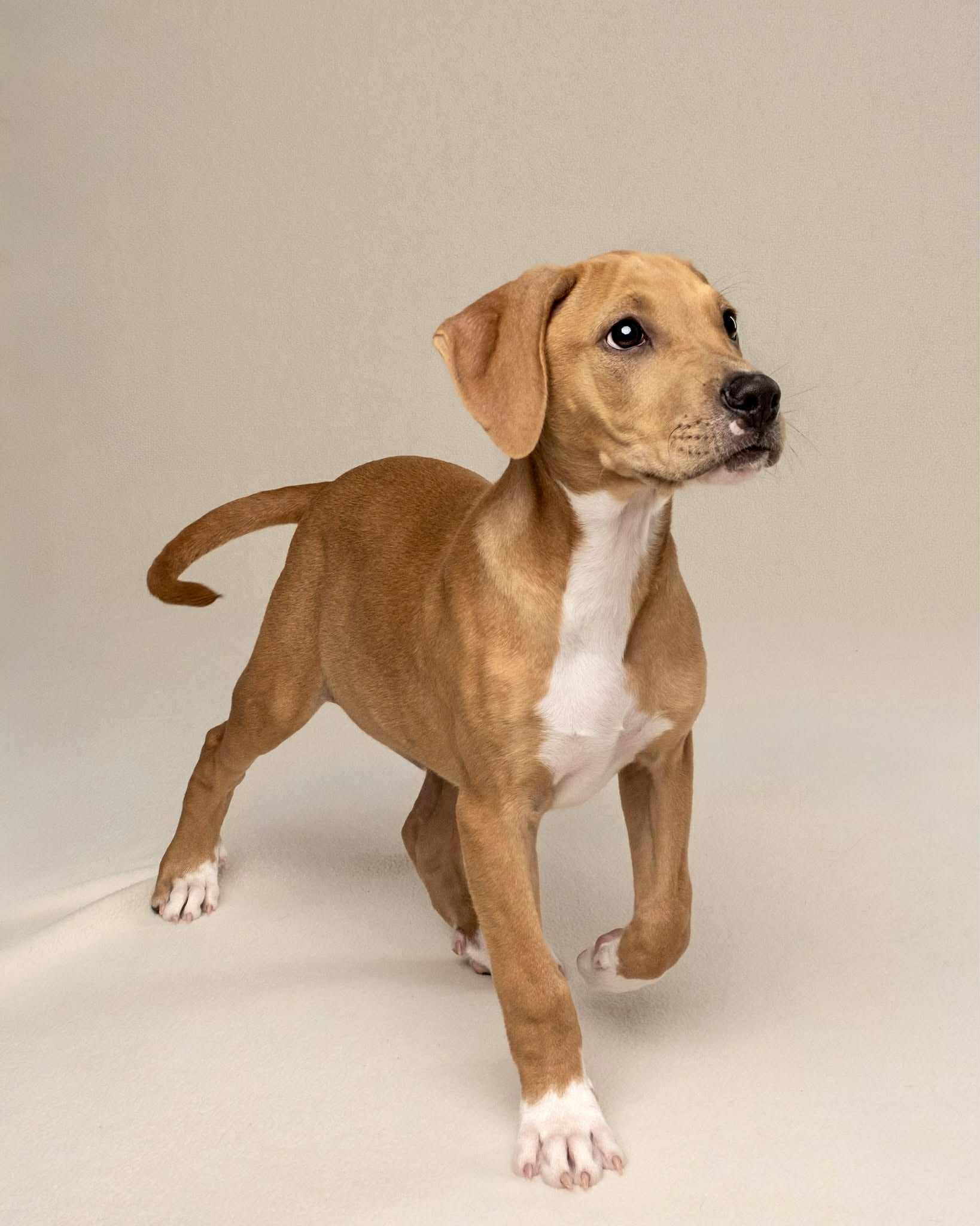 Enlarge Hank, a Adopted mixed breed in Washington, DC image 3/5