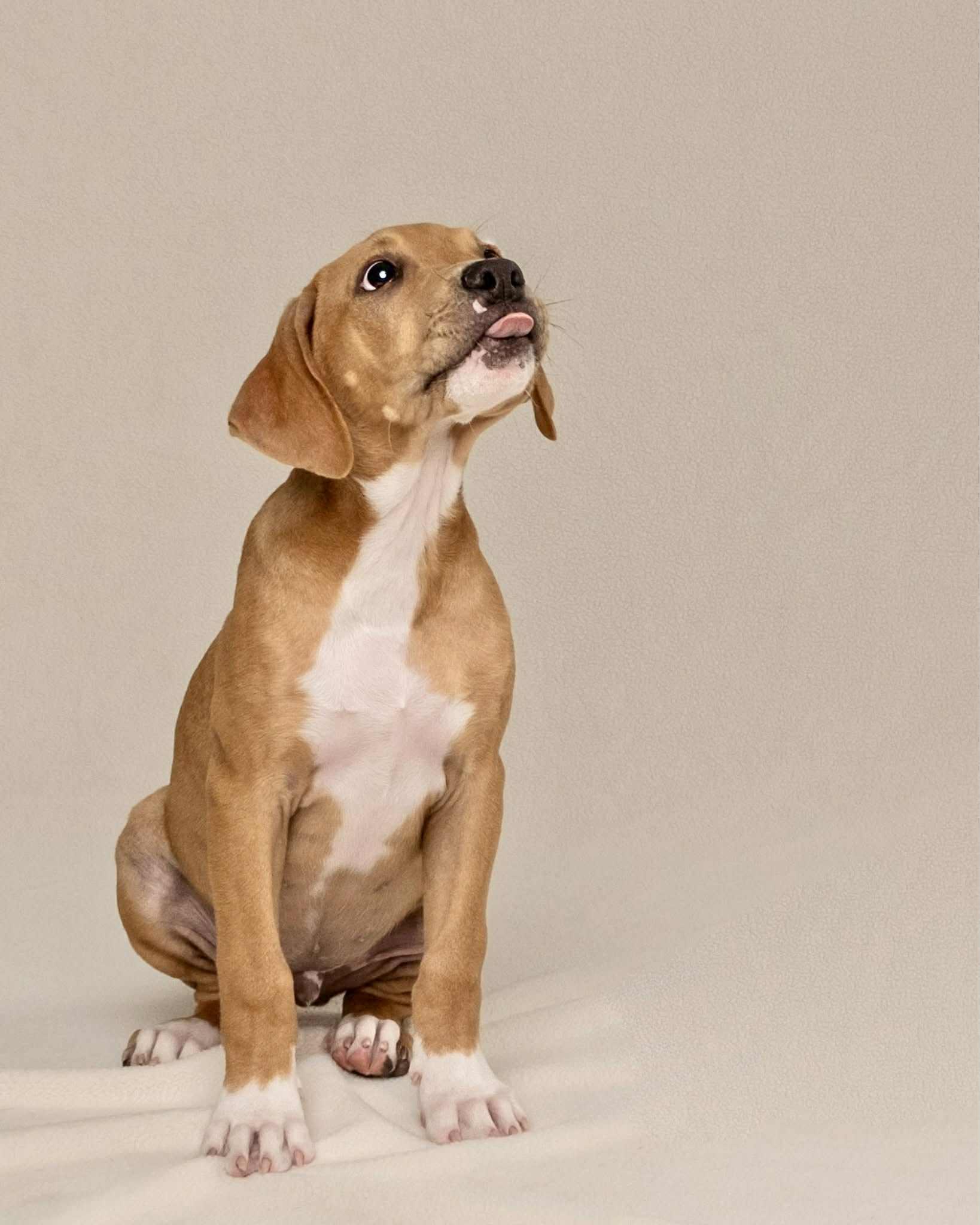 Hank, Adopted, Young Male Hound.