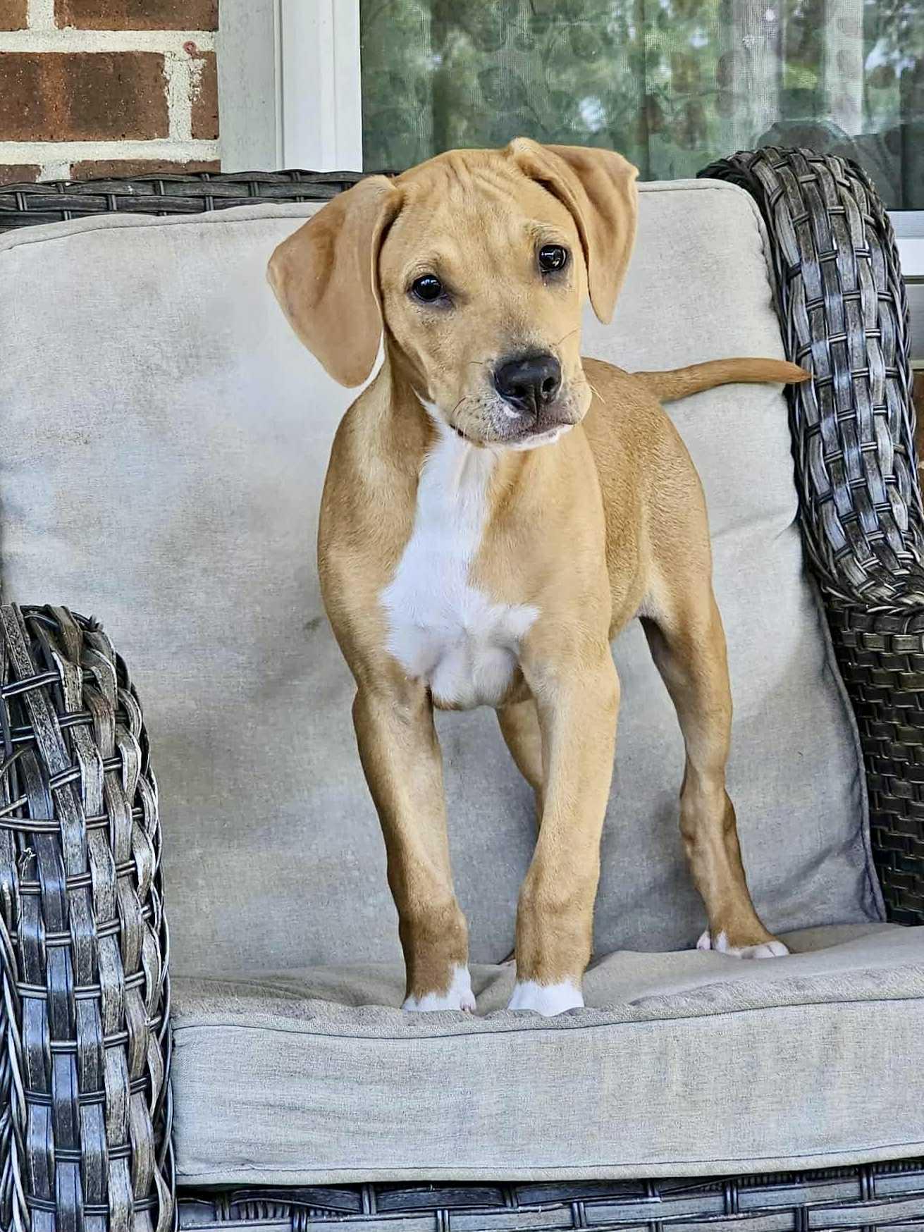 Enlarge Hank, a Adopted mixed breed in Washington, DC image 5/5