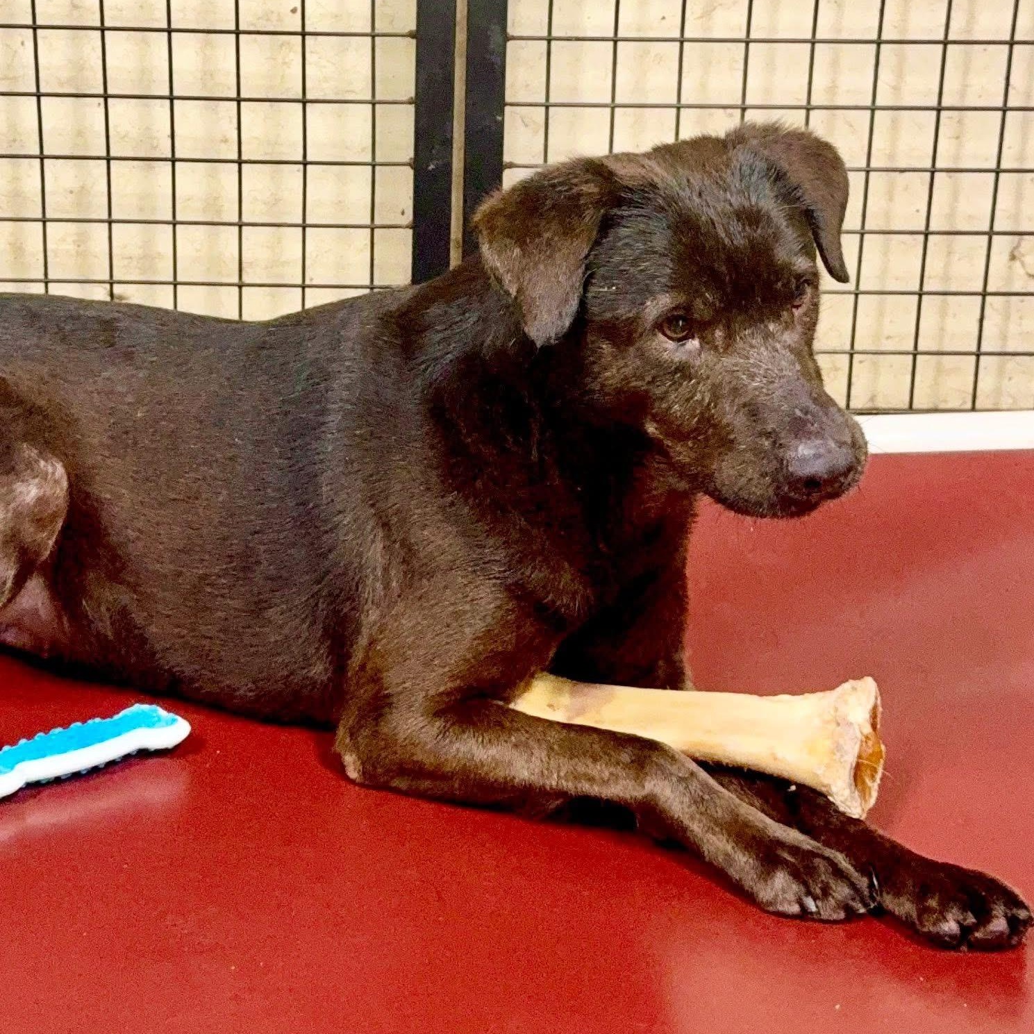 Enlarge Travis, a Adoptable mixed breed in Southaven , MS image 3/3