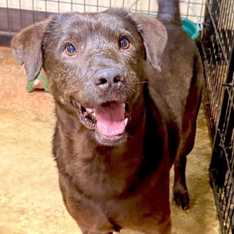 Travis, Adoptable, Young Male Chocolate Labrador Retriever.
