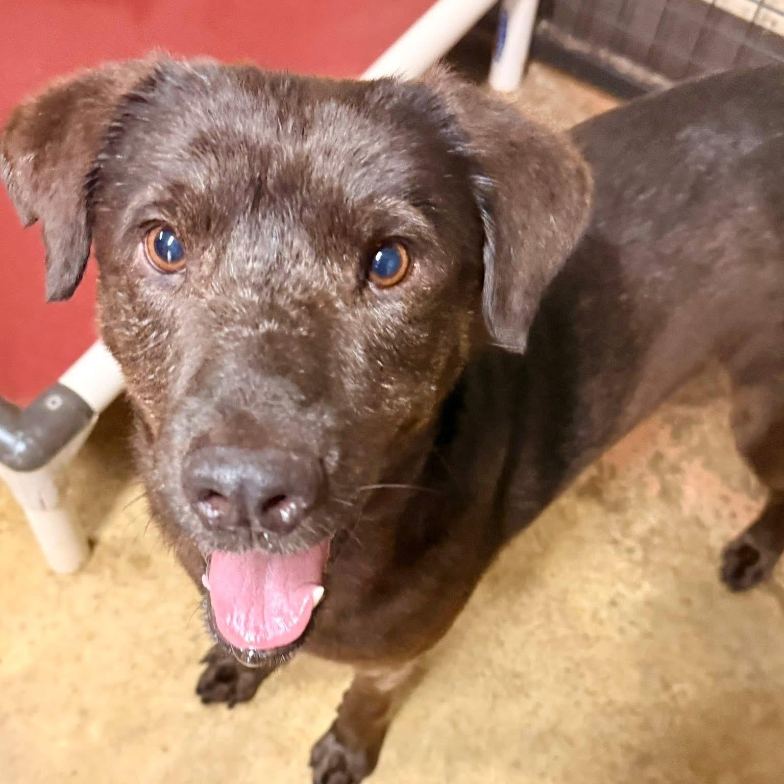 Enlarge Travis, a Adoptable mixed breed in Southaven , MS image 2/3