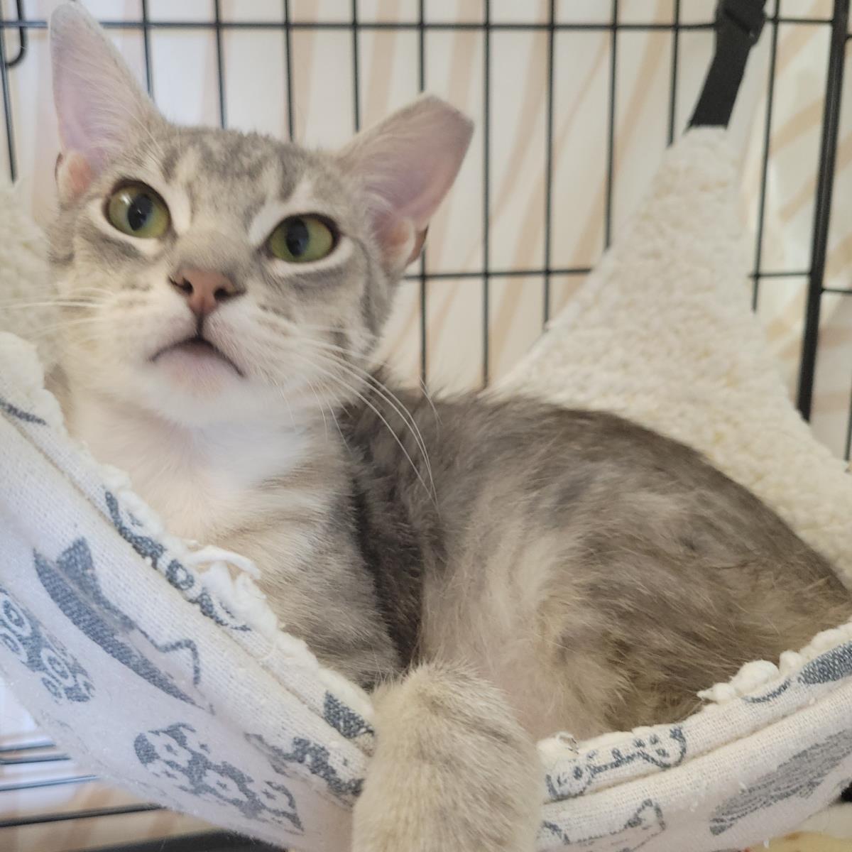 Enlarge Ashfur, a Adoptable Domestic Short Hair in Plover, WI image 1/3