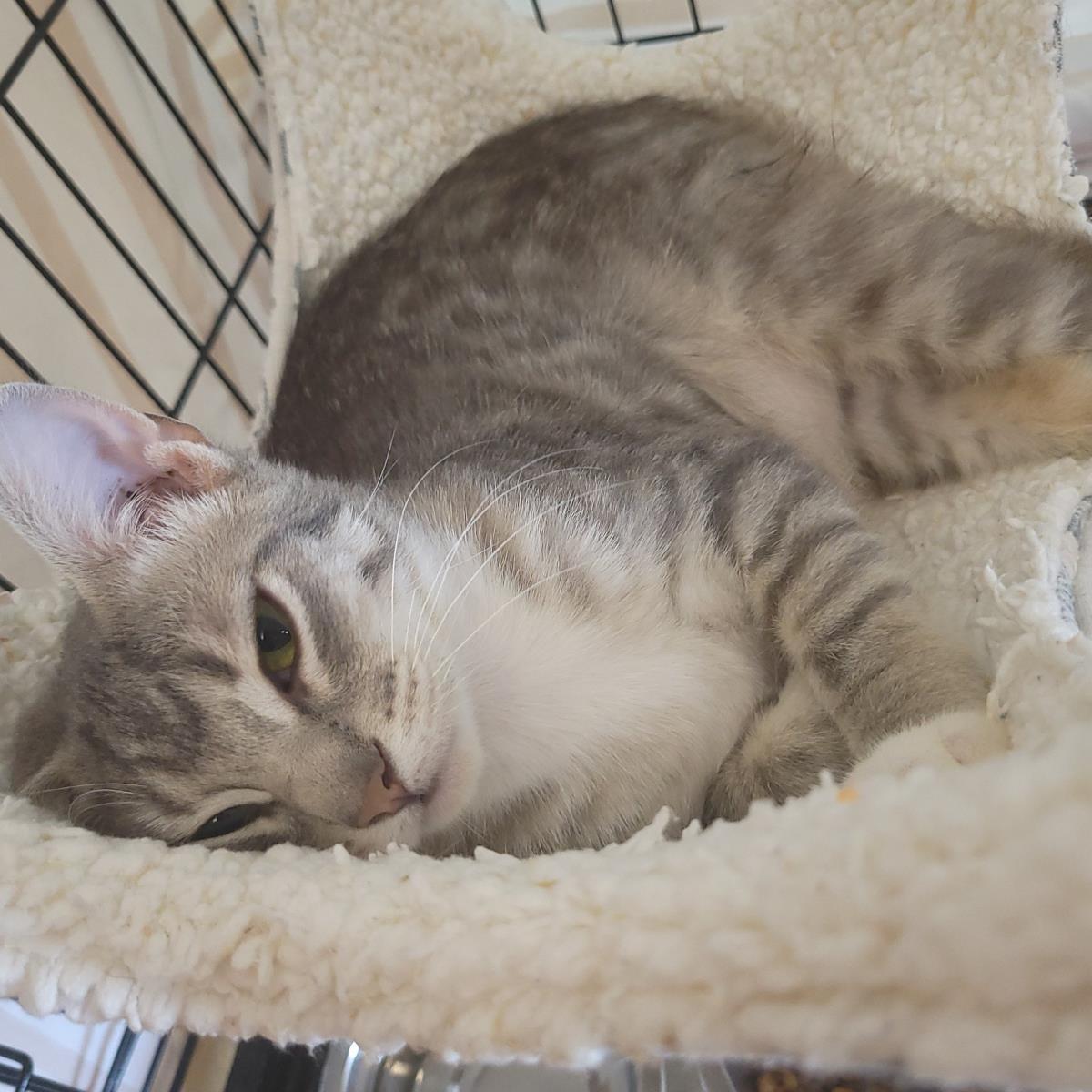 Enlarge Ashfur, a Adoptable Domestic Short Hair in Plover, WI image 2/3