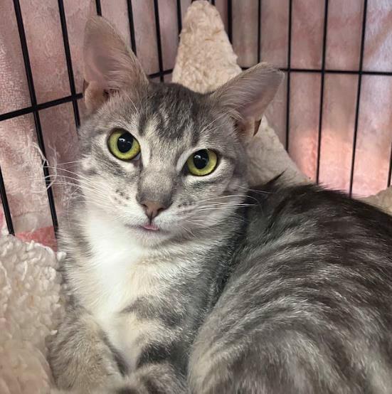 Enlarge Ashfur, a Adoptable Domestic Short Hair in Plover, WI image 3/3