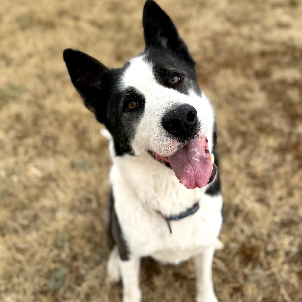 Aero, Adoptable, Adult Male Border Collie & Husky.