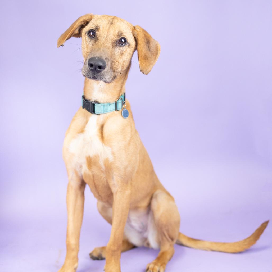 Enlarge Tina, a Adoptable Mixed Breed in Portland, OR image 3/5