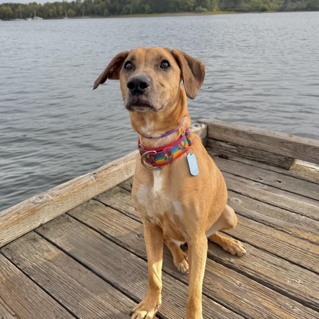Enlarge Tina, a Adoptable Mixed Breed in Portland, OR image 4/5