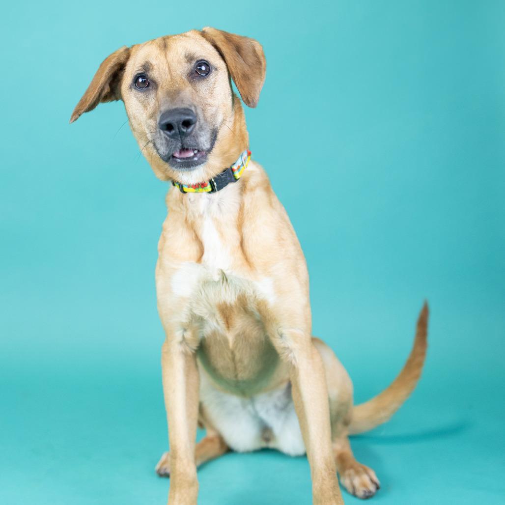 Enlarge Tina, a Adoptable Mixed Breed in Portland, OR image 5/5