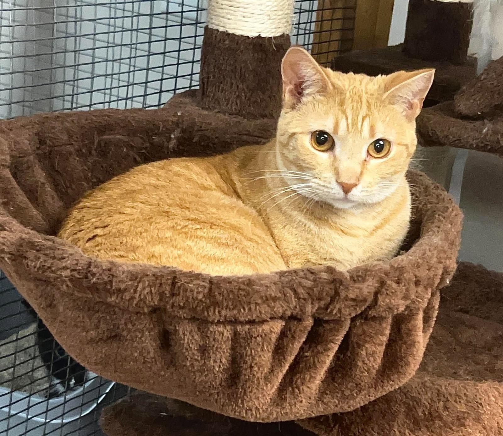 Isabel(Izzy), Adoptable, Adult Female Domestic Short Hair & Tabby.