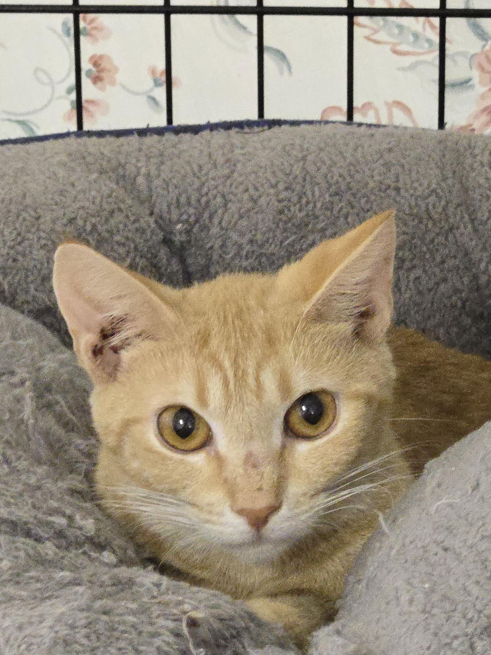 Enlarge Isabel(Izzy), a Adoptable mixed breed in Gettysburg, PA image 1/3