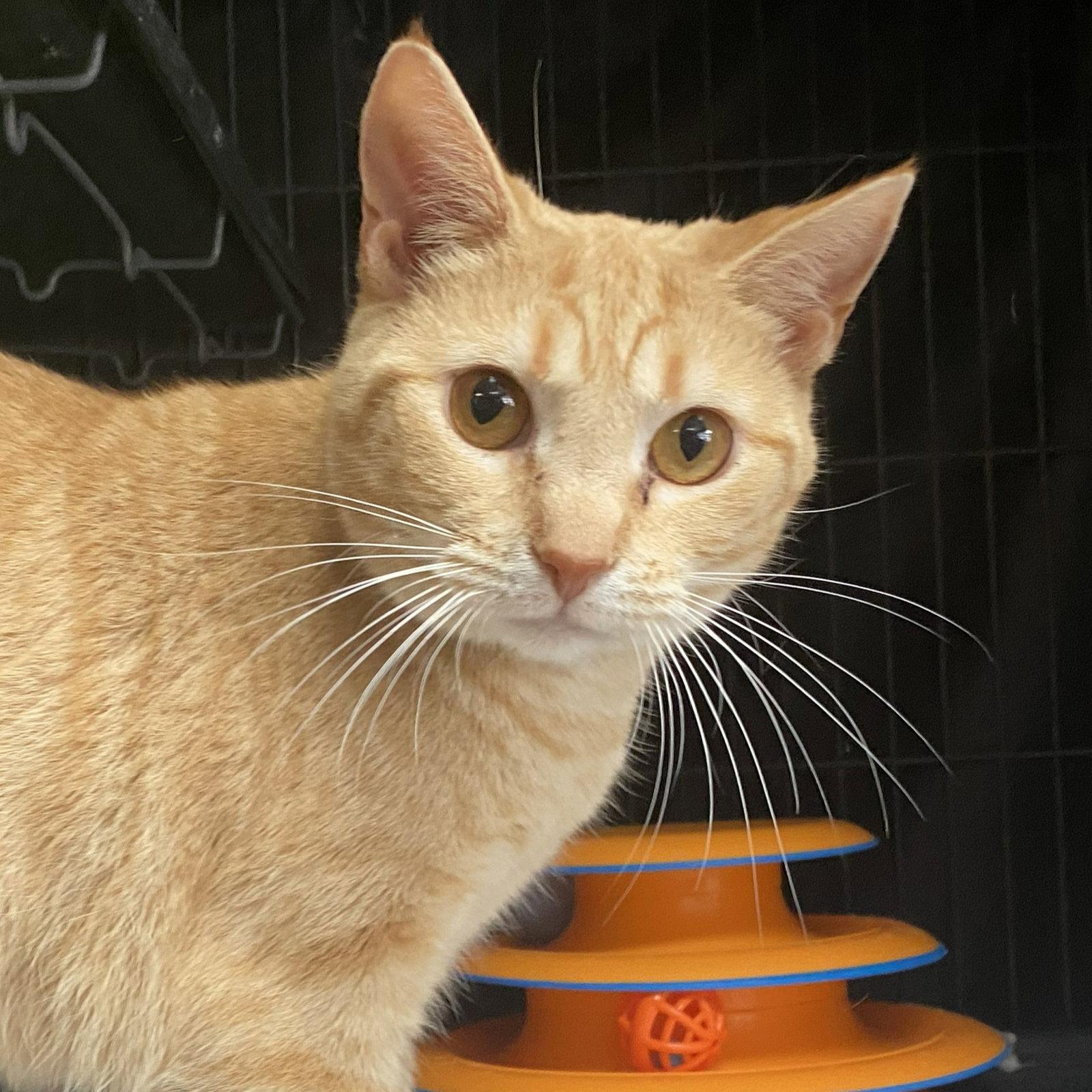 Isabel(Izzy), a Adoptable mixed breed in Gettysburg, PA image 3/3