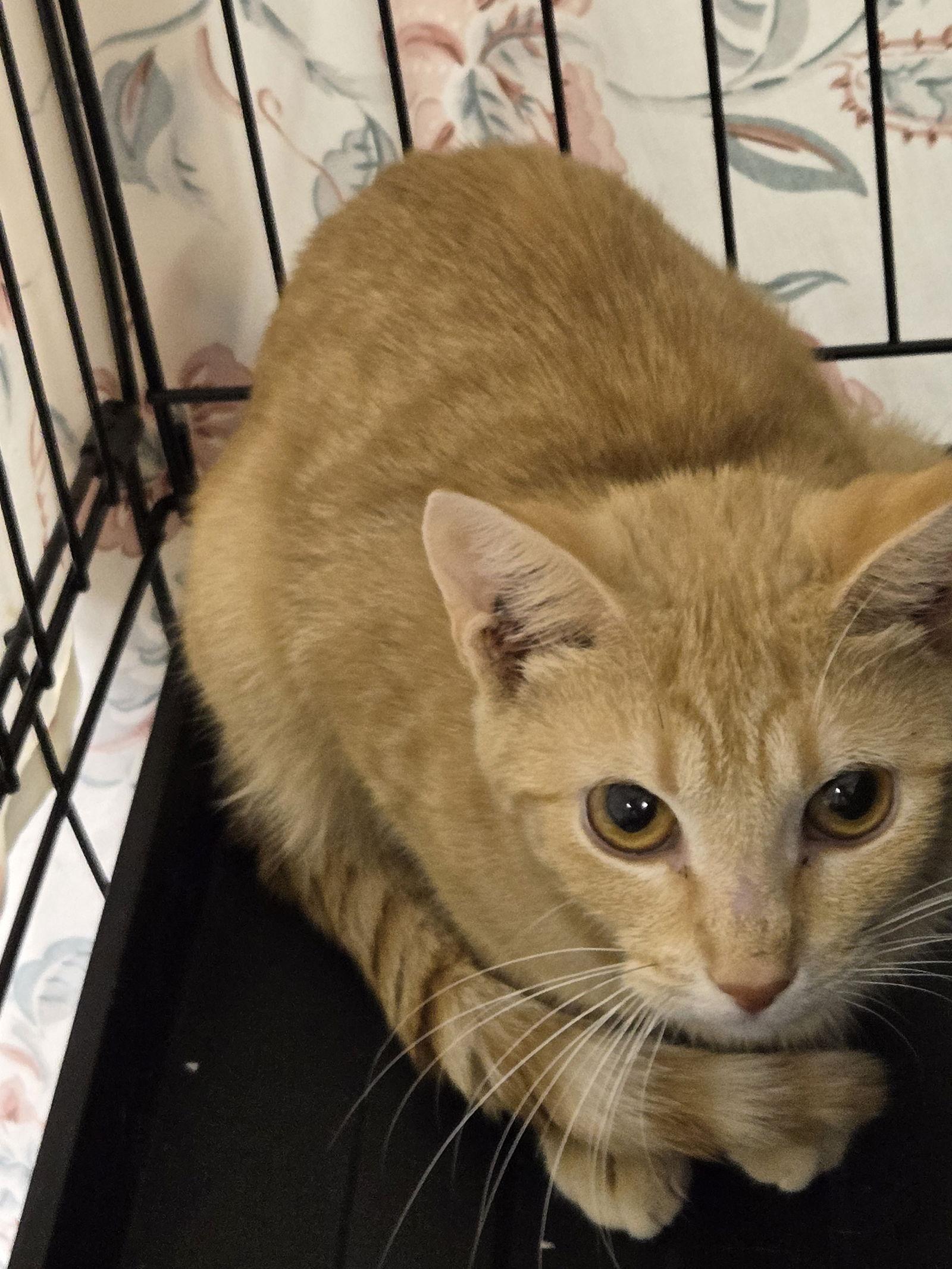 Enlarge Isabel(Izzy), a Adoptable mixed breed in Gettysburg, PA image 2/3