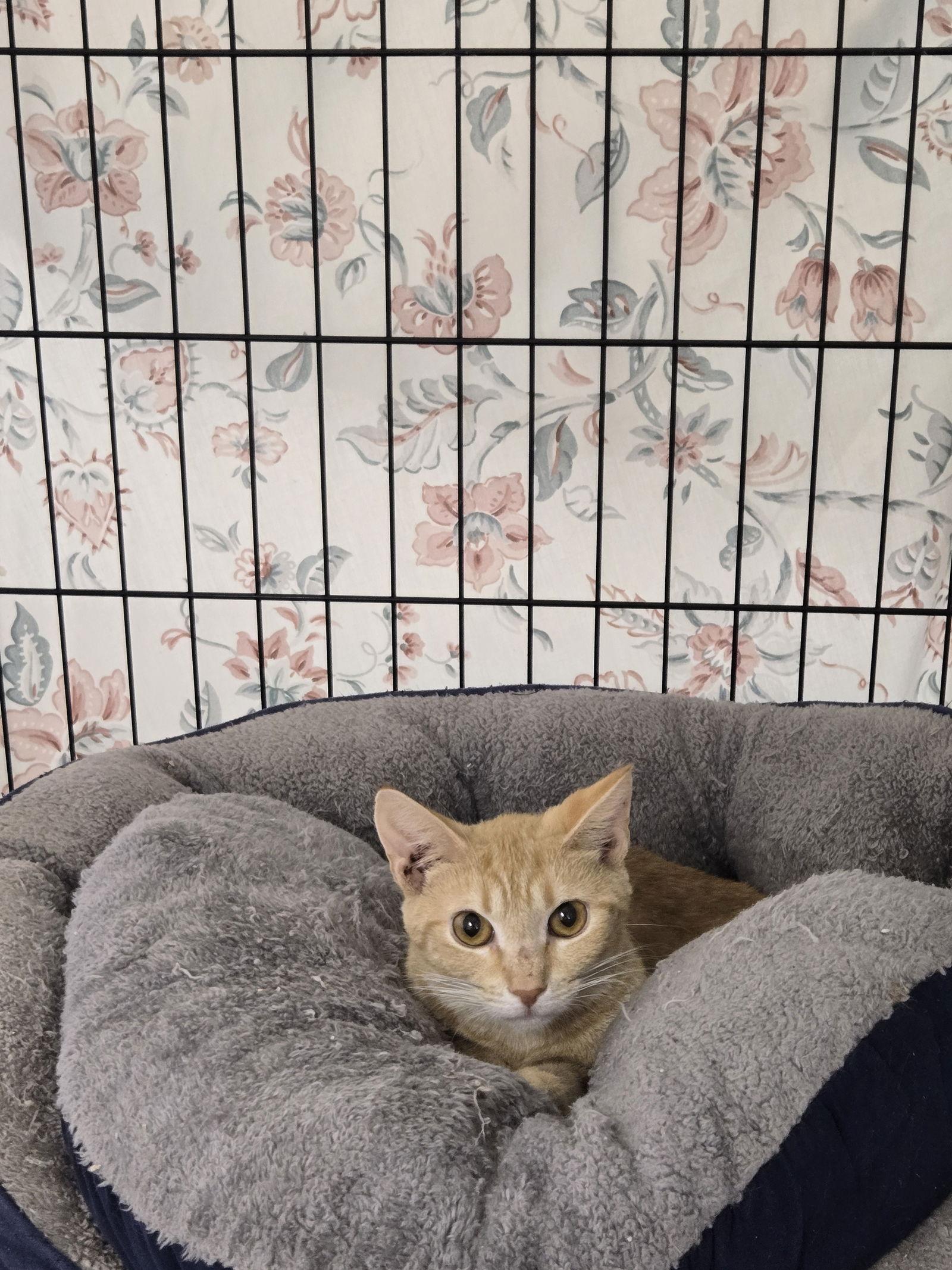 Enlarge Isabel(Izzy), a Adoptable mixed breed in Gettysburg, PA image 3/3