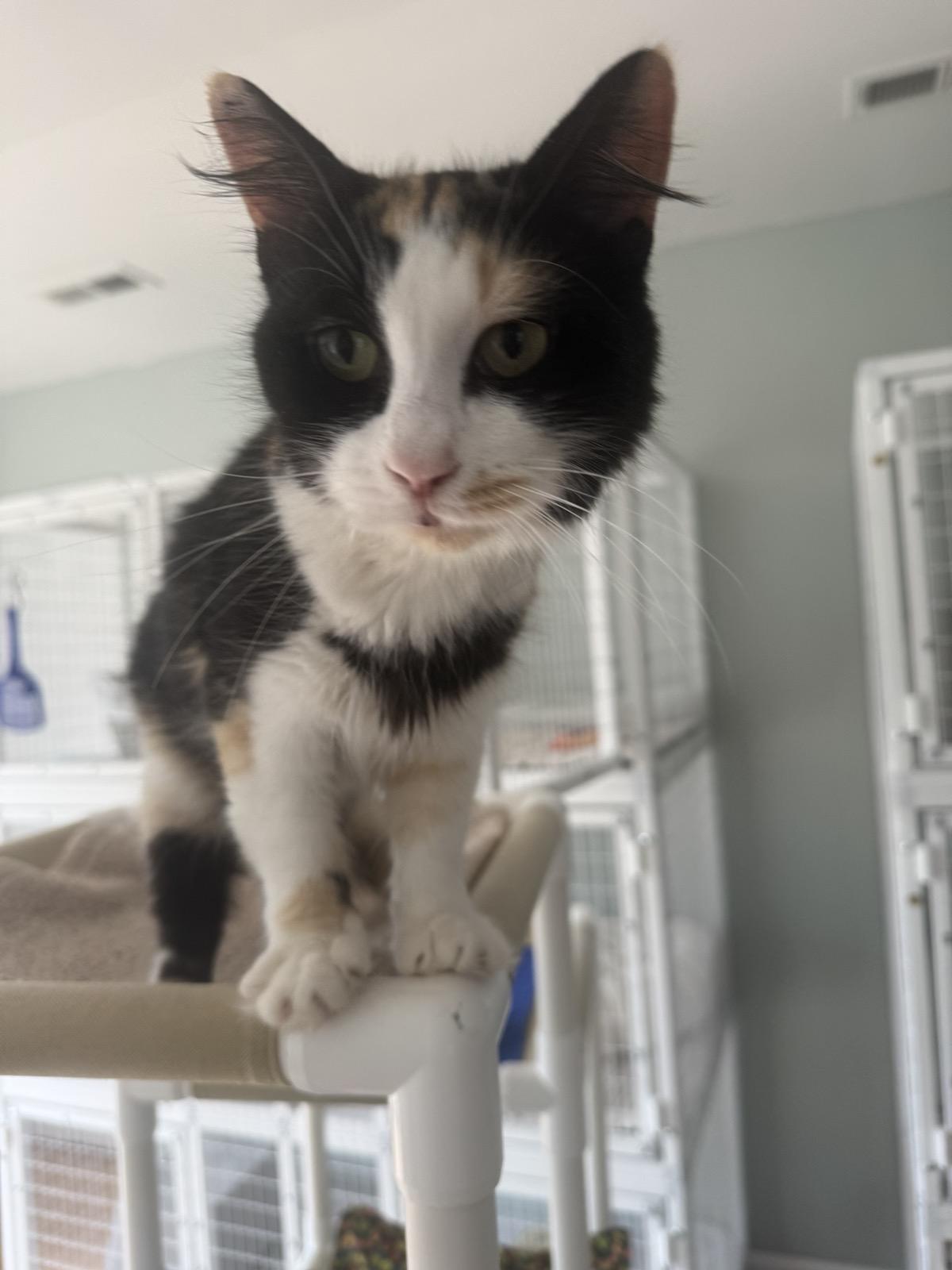 Callie, ADOPTABLE, Young Female Domestic Medium Hair.