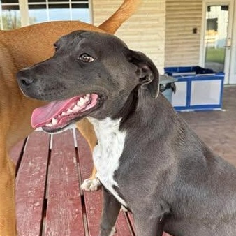 Enlarge CHANCE, a Adoptable mixed breed in Bloomsburg, PA image 4/5