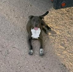 Enlarge CHANCE, a Adoptable mixed breed in Bloomsburg, PA image 5/5