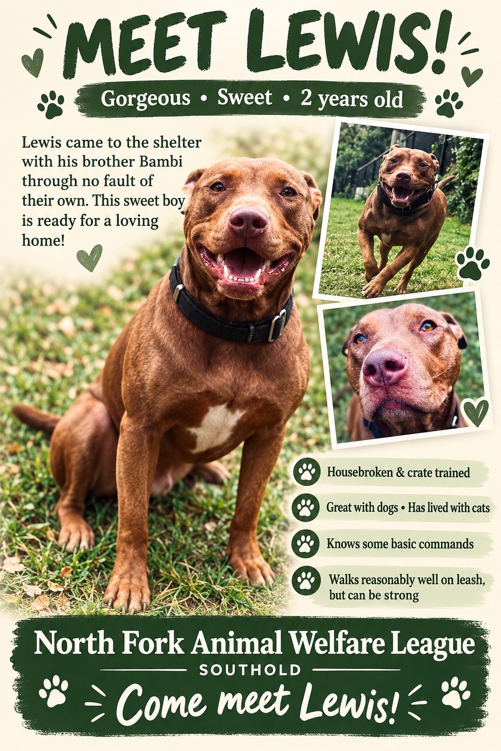 Enlarge Lewis, a Adoptable mixed breed in Southold, NY image 1/1