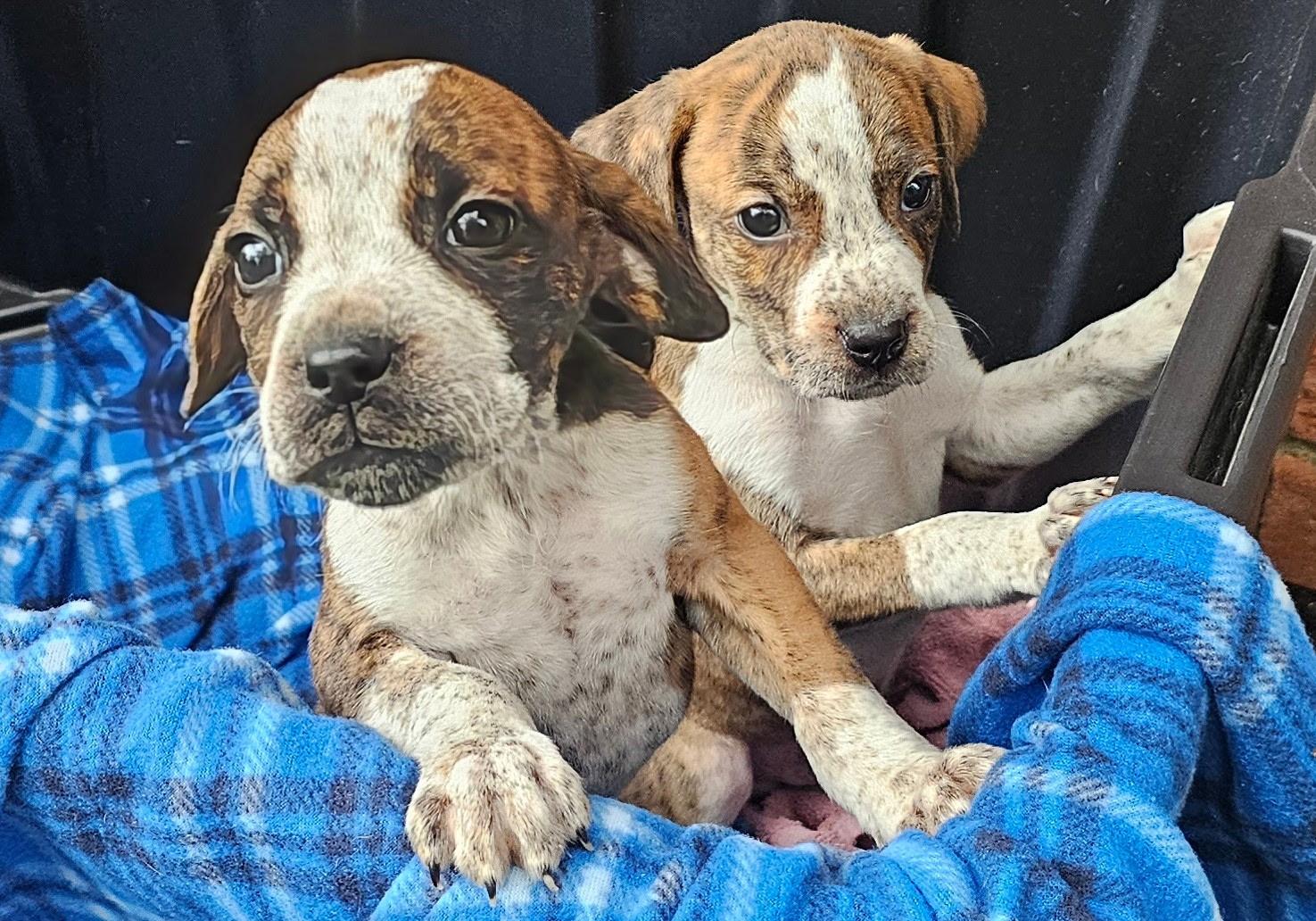 Blue tic/American bulldog male puppies, a ADOPTABLE mixed breed in Ashland, OH image 2/3