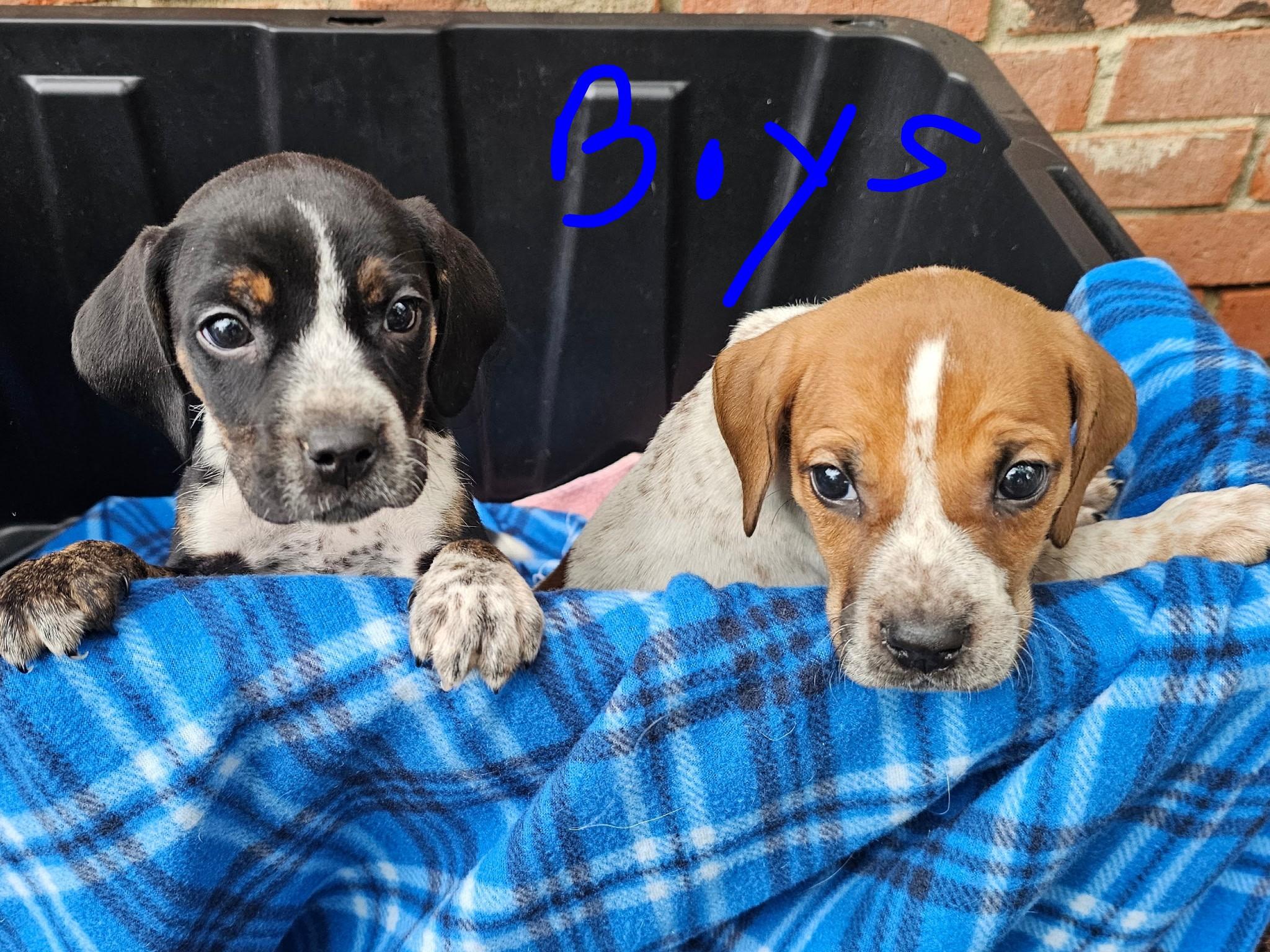 Blue tic/American bulldog male puppies, a ADOPTABLE mixed breed in Ashland, OH image 3/3