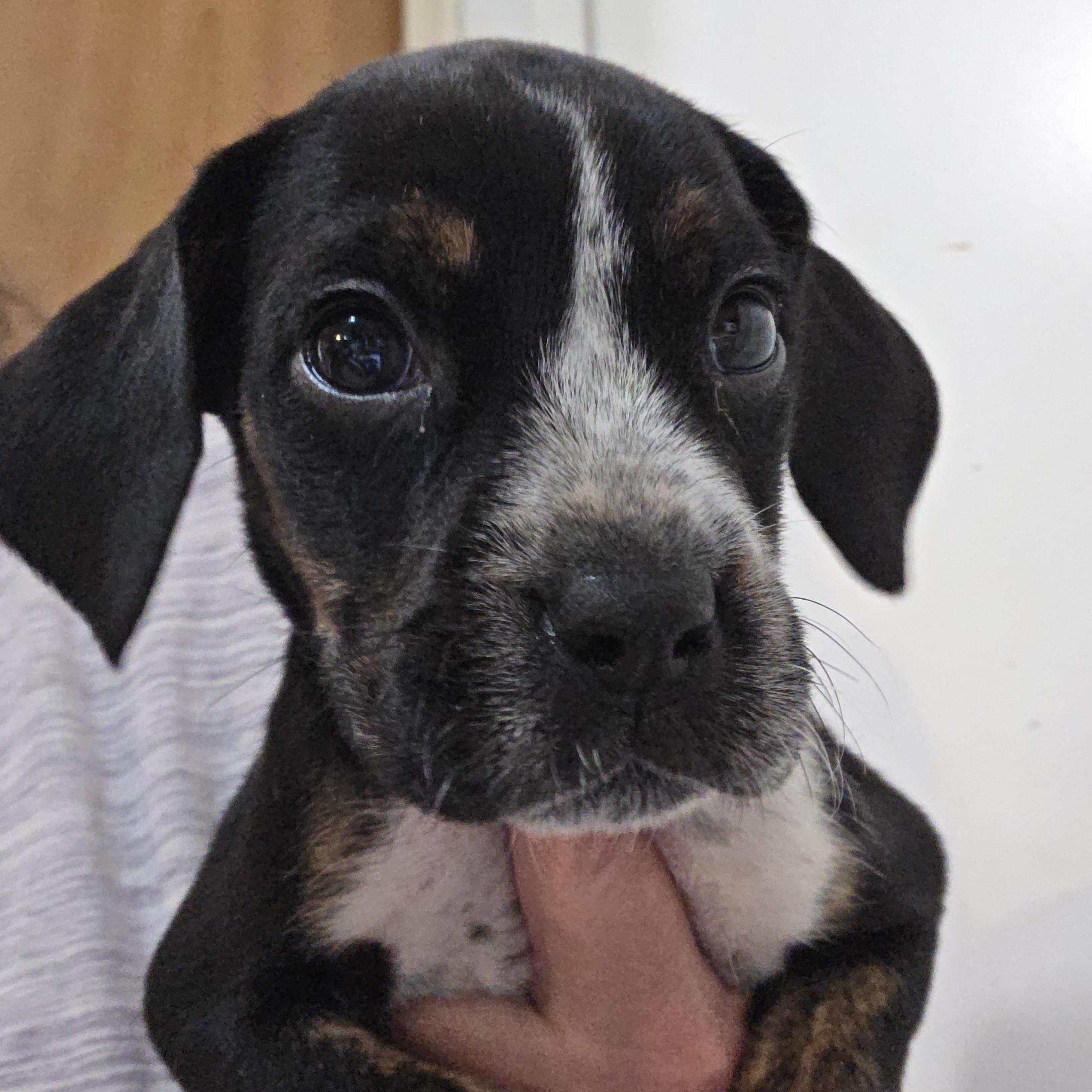Blue tic/American bulldog male puppies, ADOPTABLE, Puppy Male Bluetick Coonhound & American Bulldog.