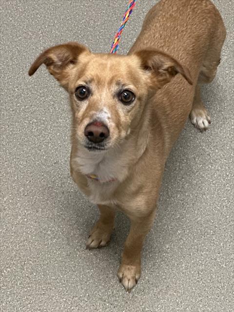 Enlarge ELVIS, a Adoptable mixed breed in Las Vegas, NV image 1/1