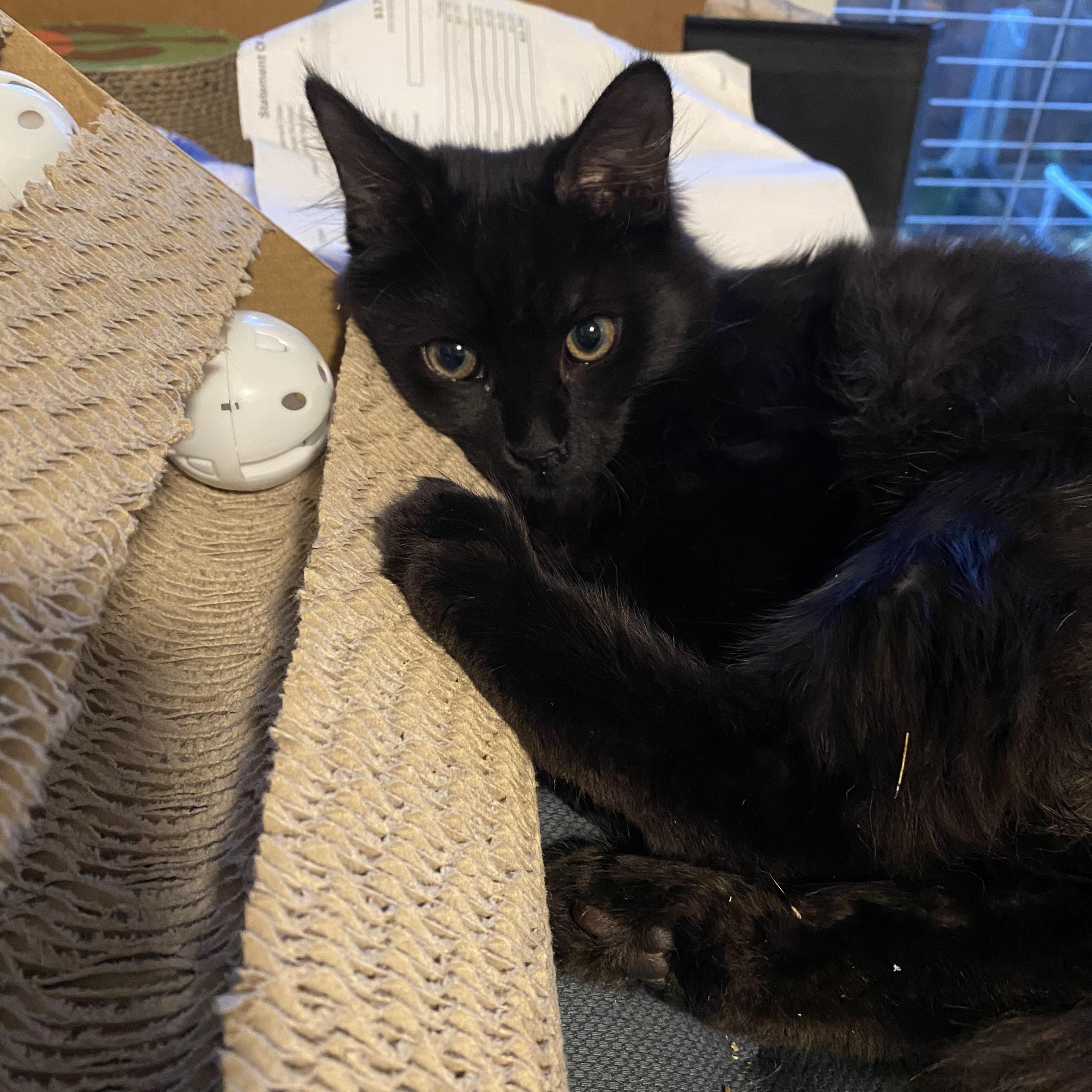 Anakin, an adoptable mixed breed in South San Francisco, CA image 3/5