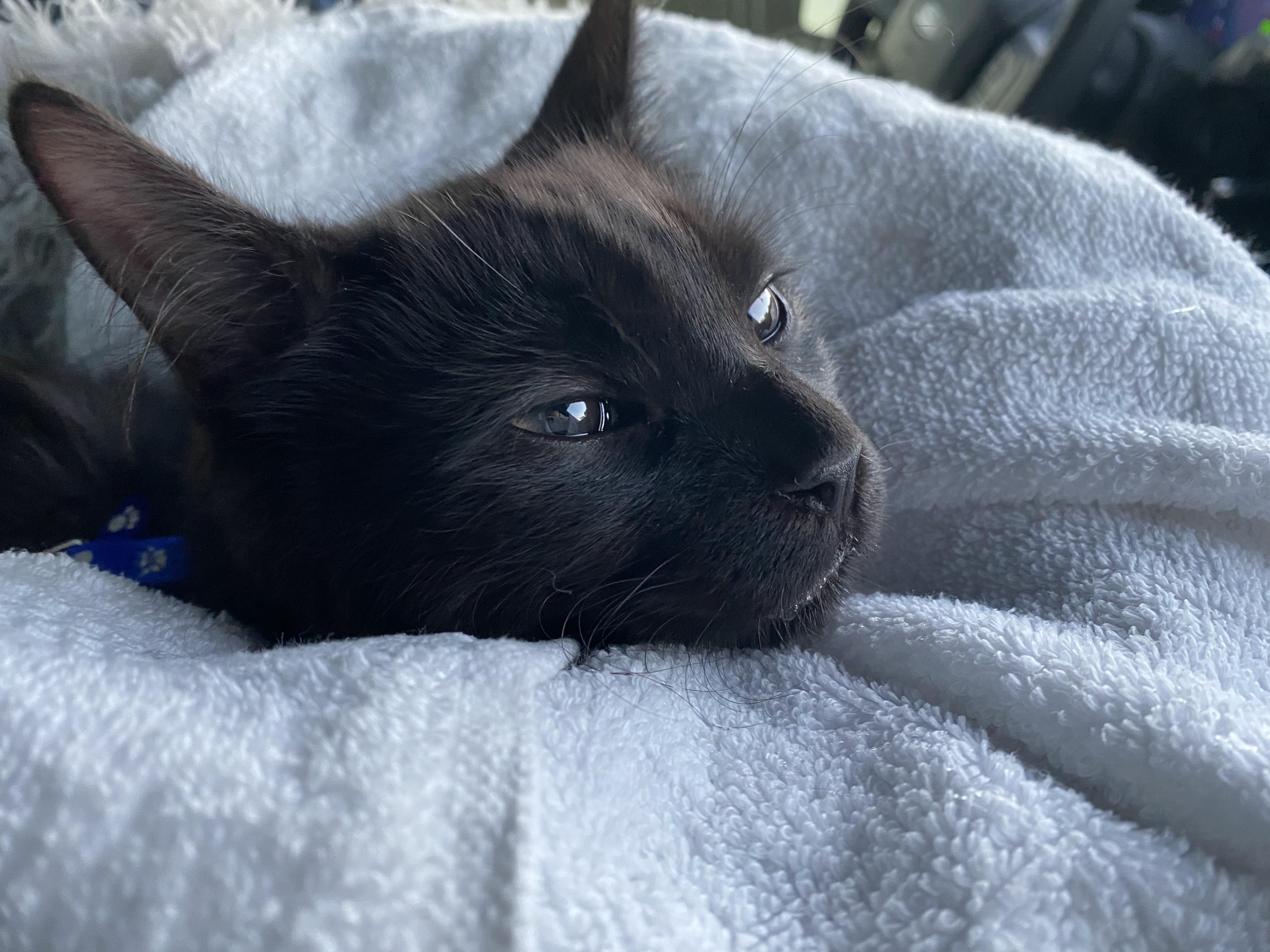 Anakin, an adoptable mixed breed in South San Francisco, CA image 4/5