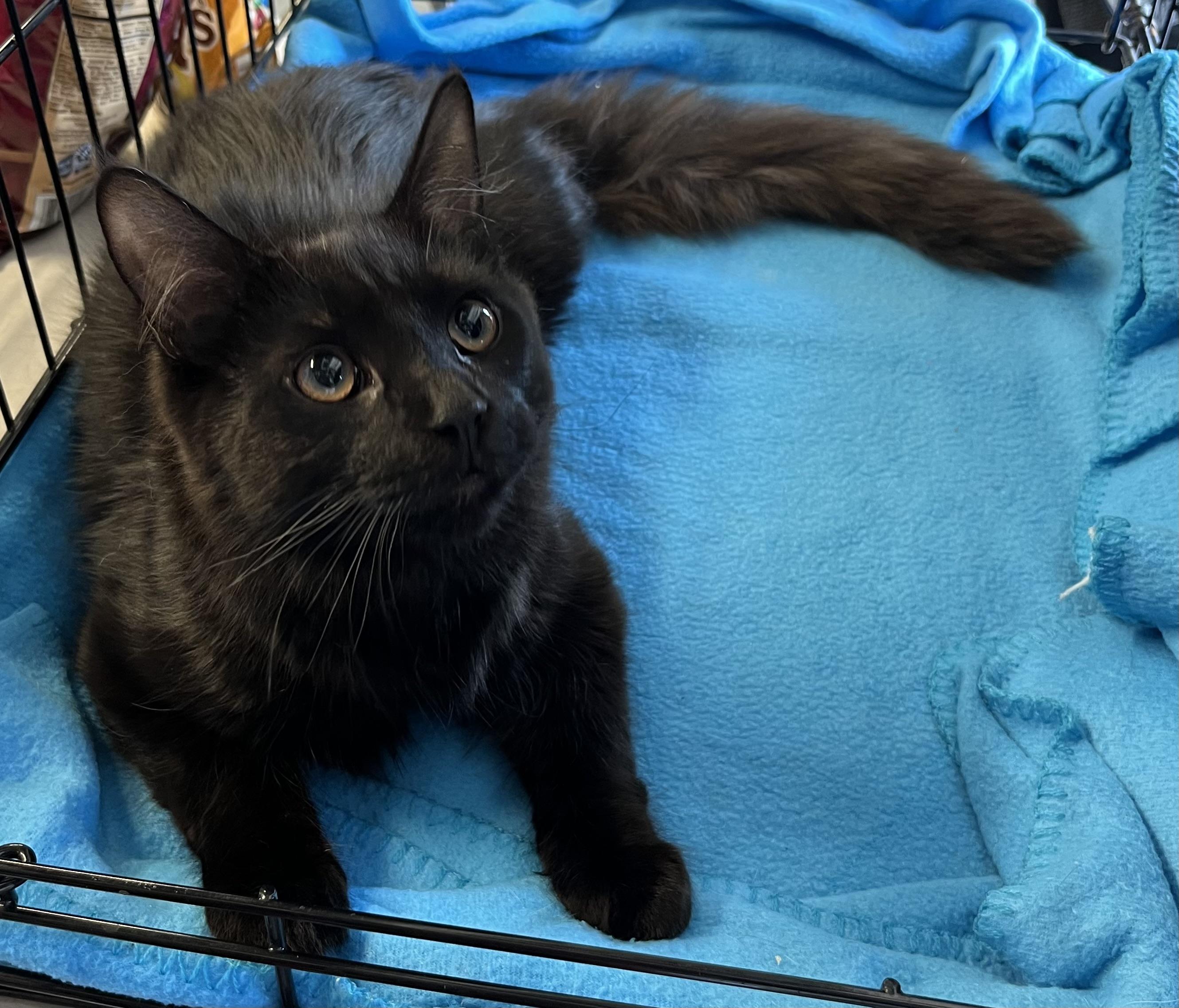 Anakin, adoptable, Kitten Male Domestic Short Hair & Domestic Long Hair.