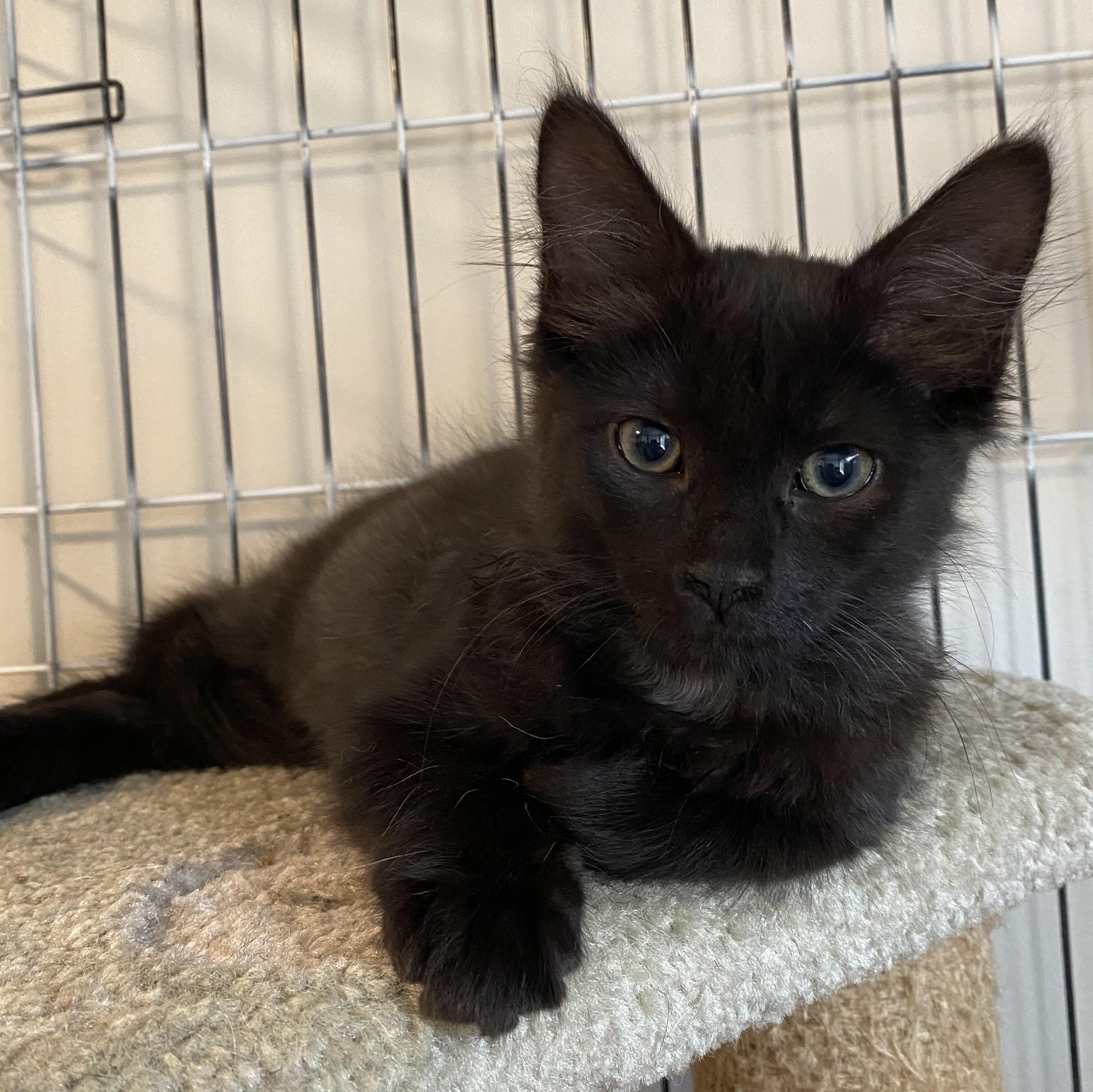 Anakin, an adoptable mixed breed in South San Francisco, CA image 2/5