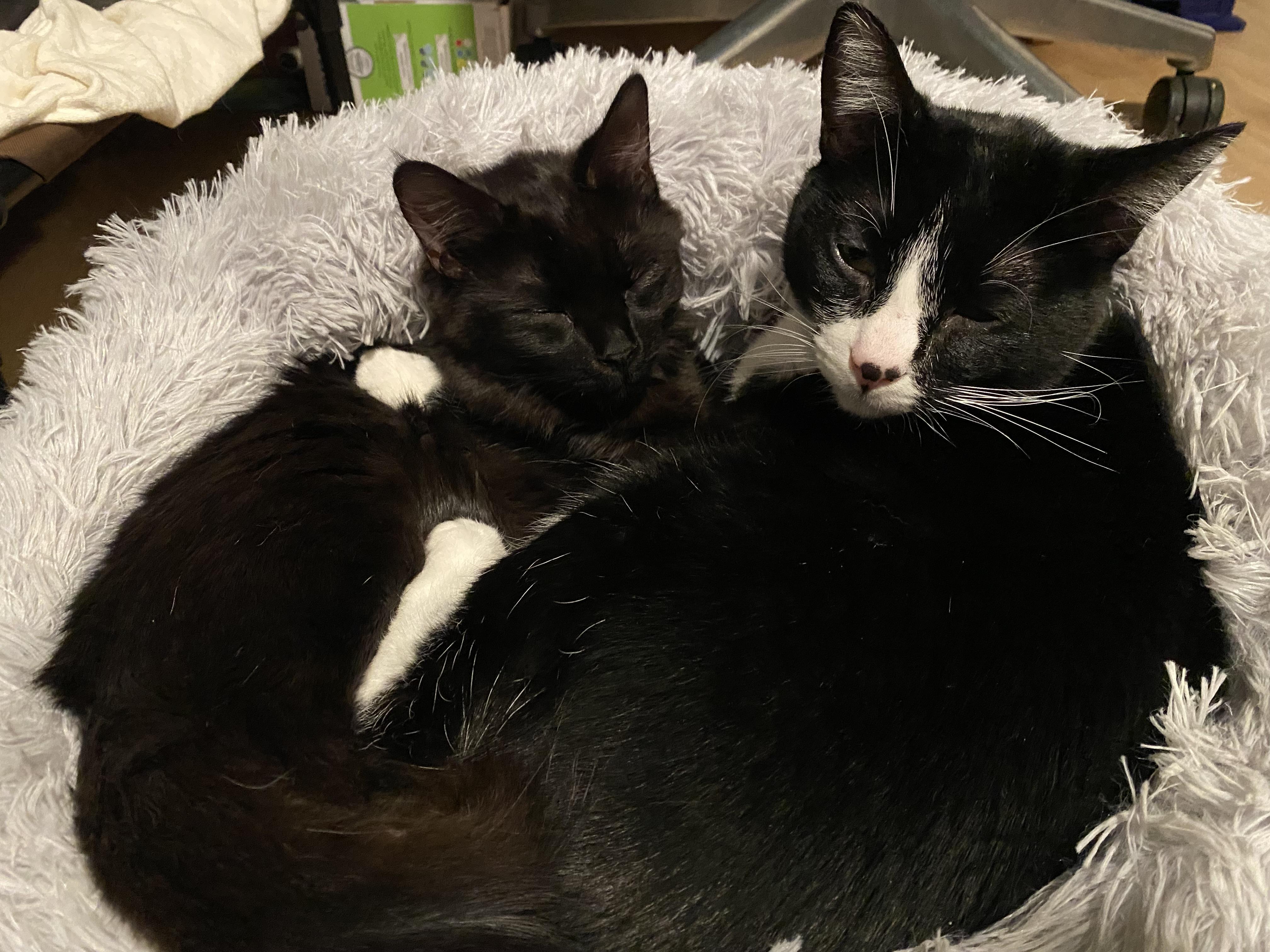 Anakin, an adoptable mixed breed in South San Francisco, CA image 5/5