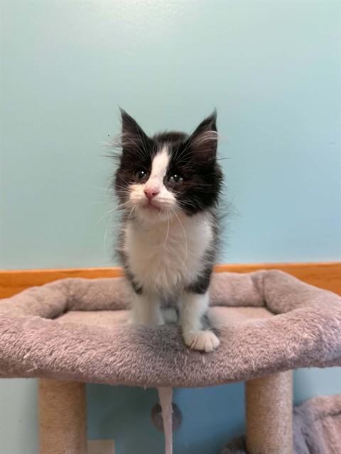BOB, Adoptable, Kitten Male Domestic Short Hair.