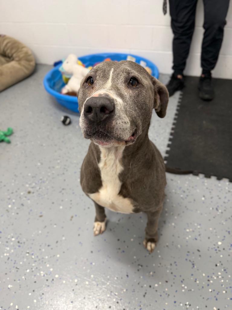 Pearl, Adoptable, Adult Female American Staffordshire Terrier.