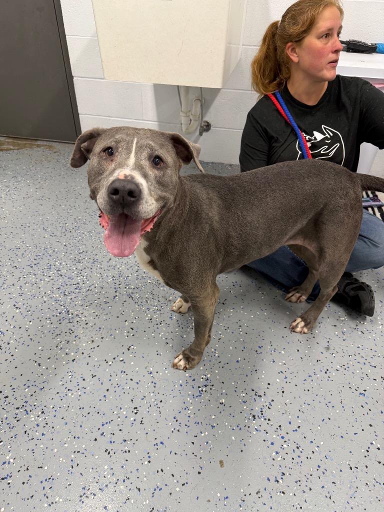 Enlarge Pearl, a Adoptable American Staffordshire Terrier in Pierceton, IN image 2/6