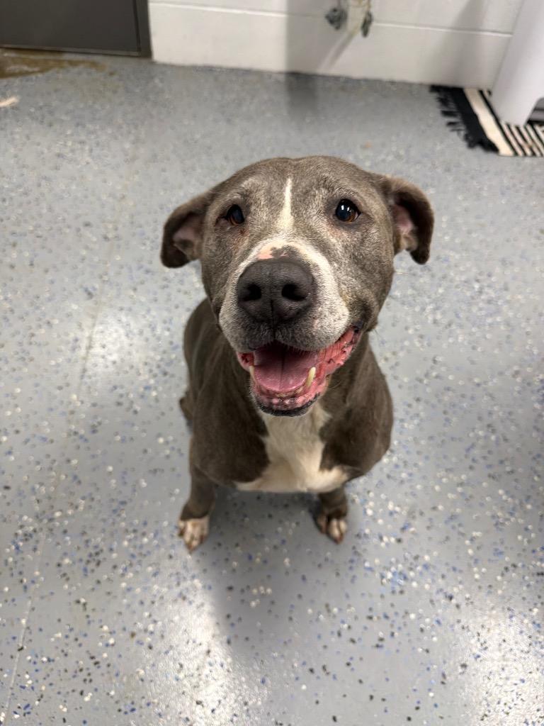 Enlarge Pearl, a Adoptable American Staffordshire Terrier in Pierceton, IN image 3/6