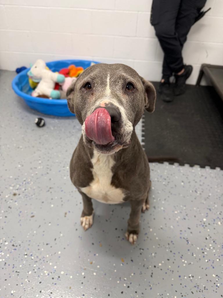 Enlarge Pearl, a Adoptable American Staffordshire Terrier in Pierceton, IN image 4/6